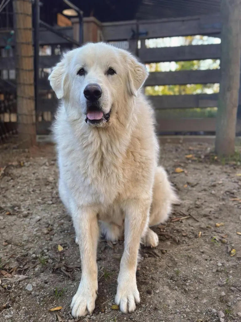 Dog At The Barn Dog At The Barn