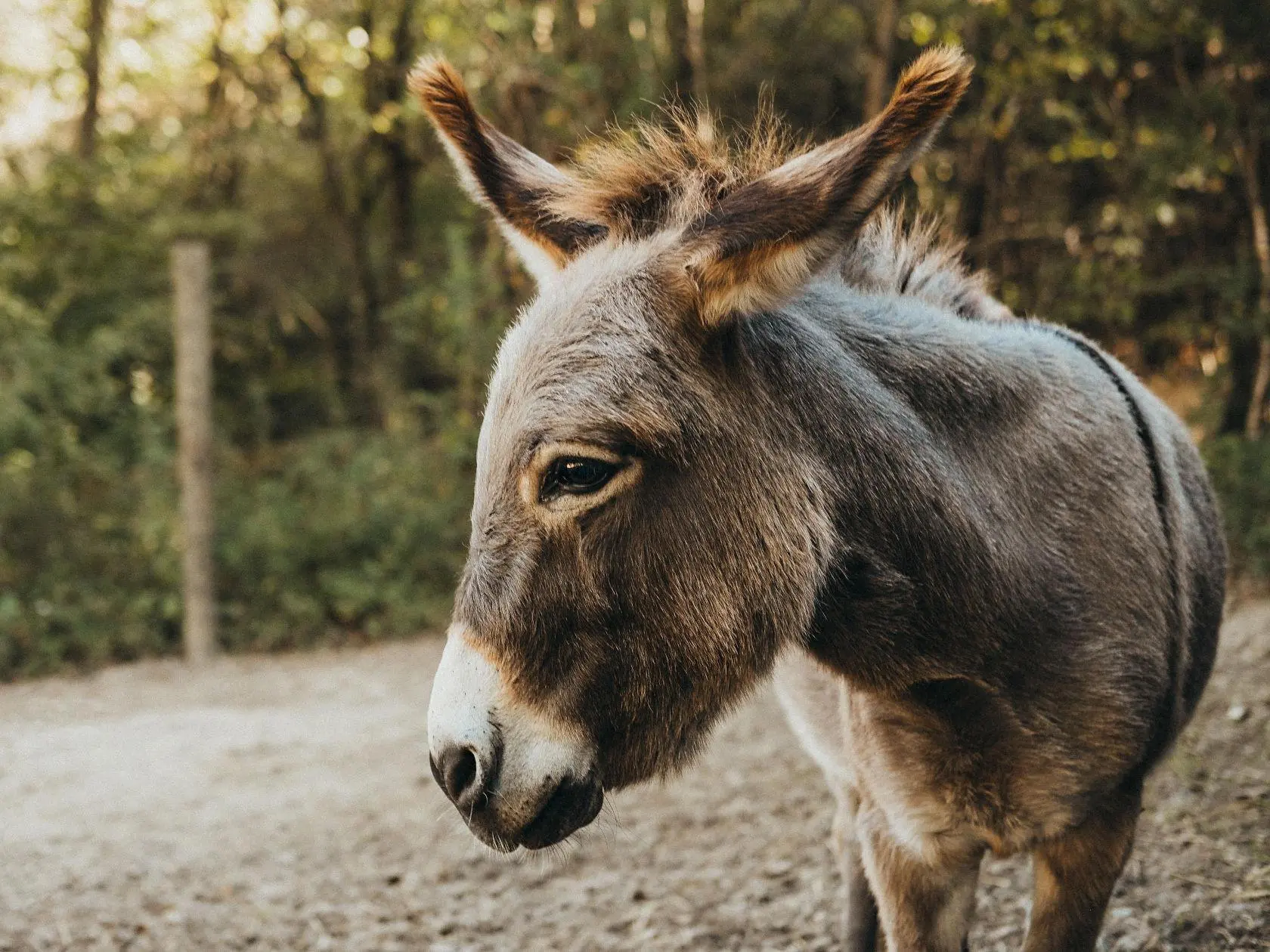 donkey at the barn donkey at the barn