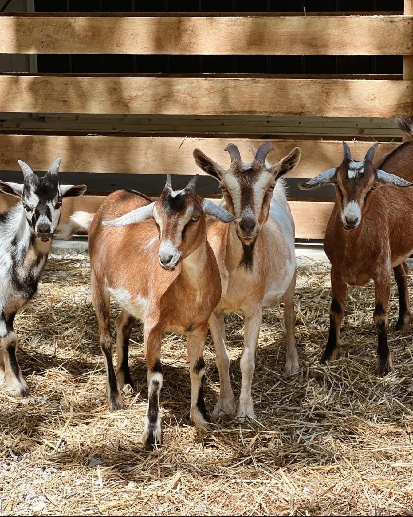 goats at the barn goats at the barn