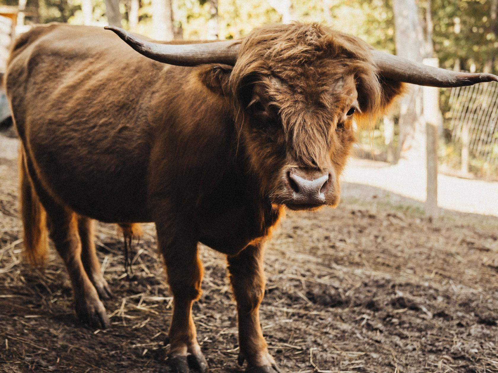 miniature cow the barn miniature cow the barn